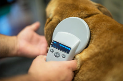 Dog Microchipping